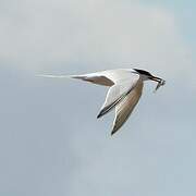 Roseate Tern