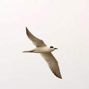 Forster's Tern