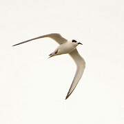 Forster's Tern