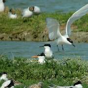 Elegant Tern