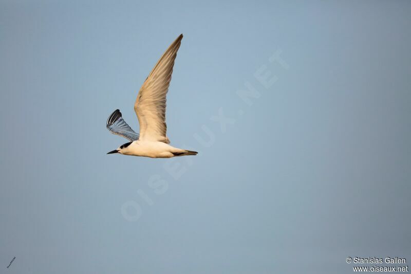 Gull-billed Ternadult transition, Flight