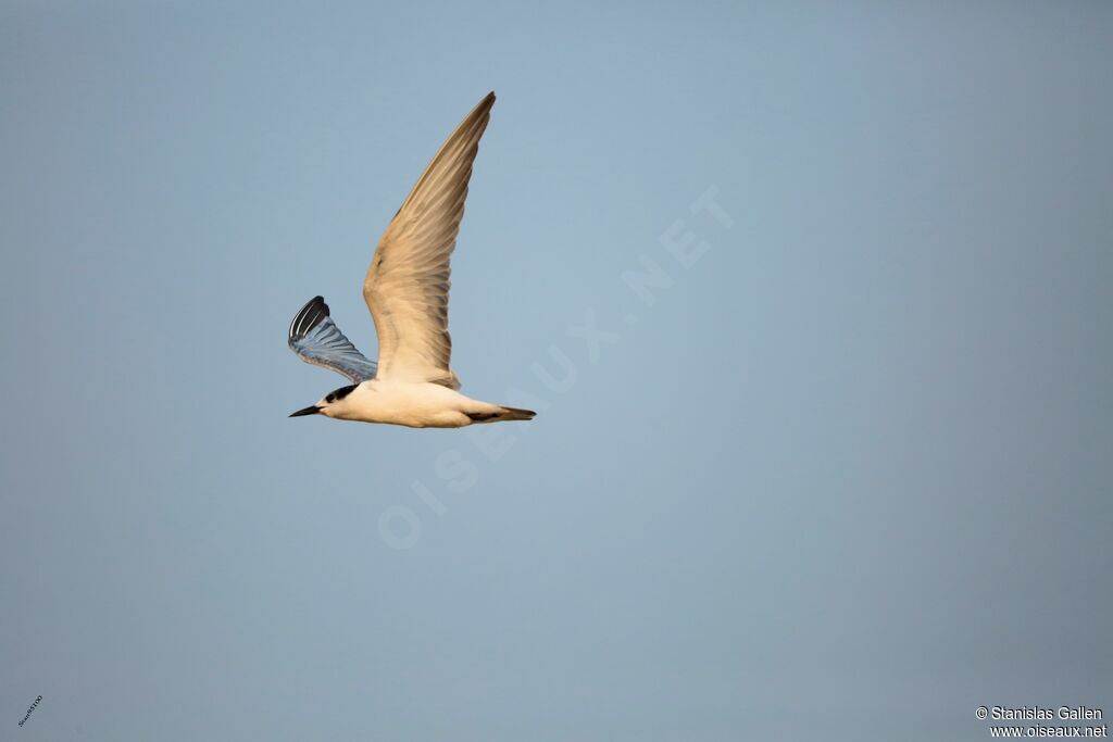 Gull-billed Ternadult transition, Flight