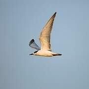 Gull-billed Tern