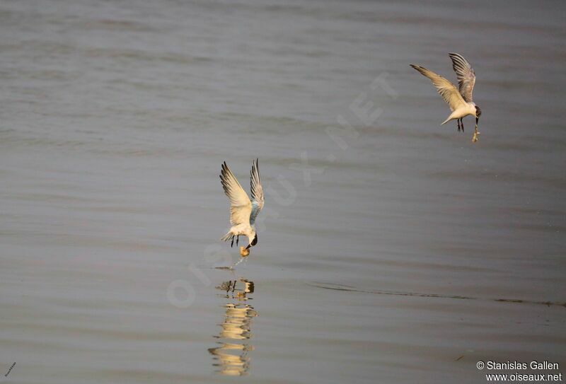 Gull-billed Tern, Flight, fishing/hunting
