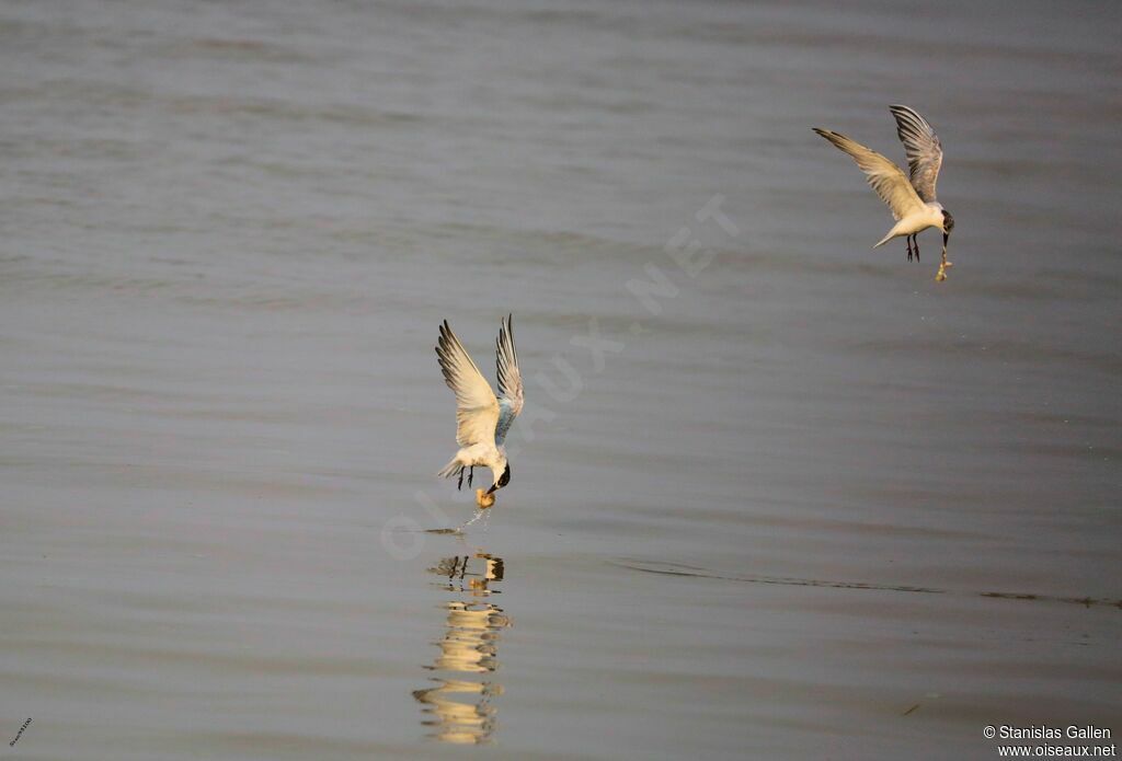 Gull-billed Tern, Flight, fishing/hunting