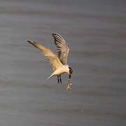 Gull-billed Tern