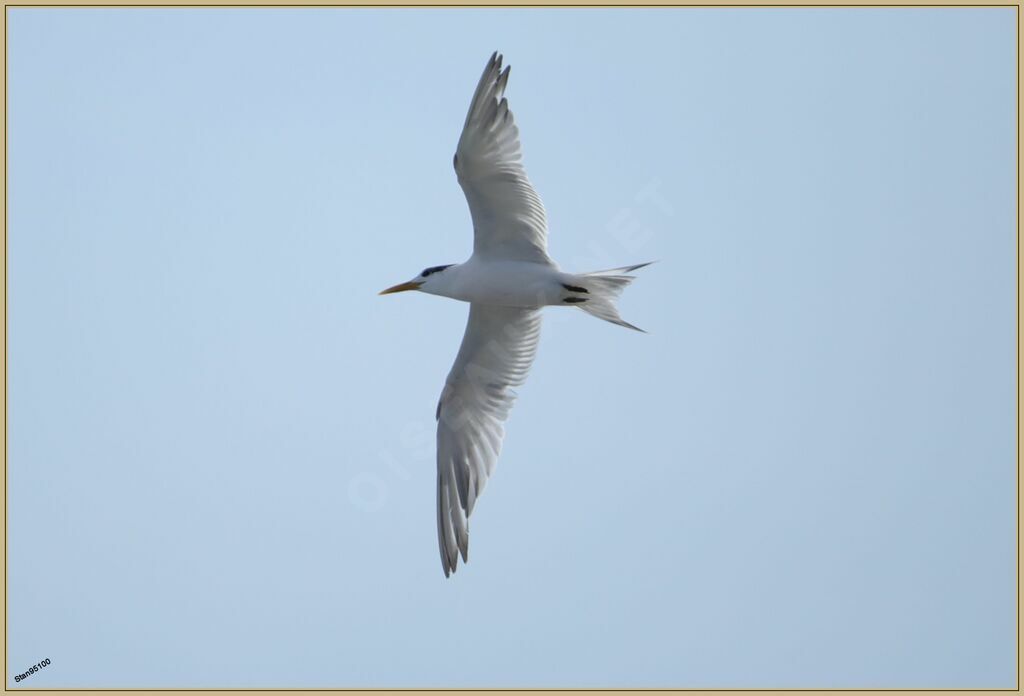 Greater Crested Ternadult, Flight