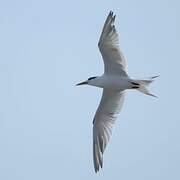 Greater Crested Tern