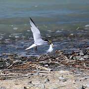 Little Tern