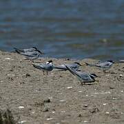 Little Tern