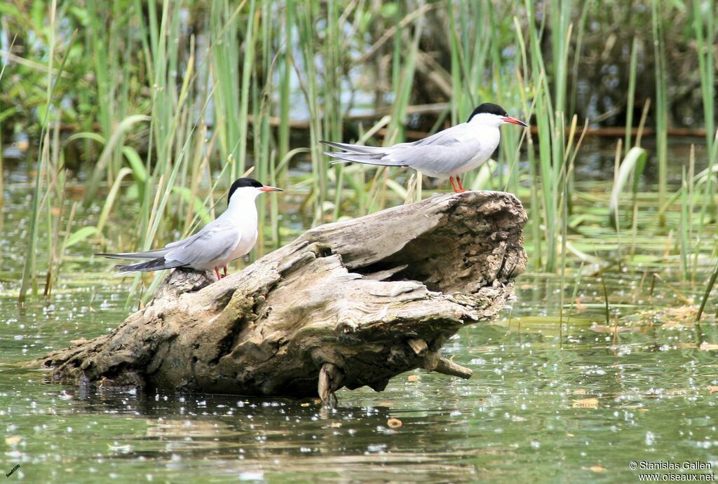 Common Ternadult breeding, habitat, aspect