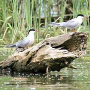 Common Tern