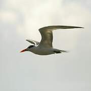 Royal Tern