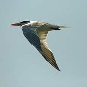 Royal Tern