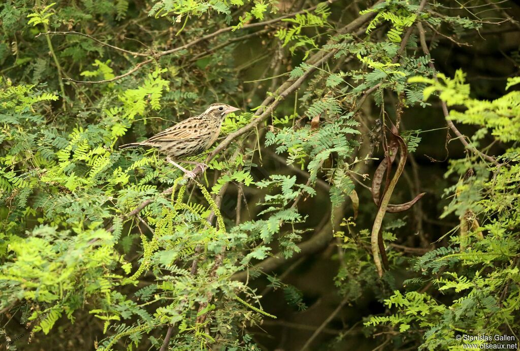 Peruvian Meadowlark female adult breeding