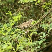 Peruvian Meadowlark