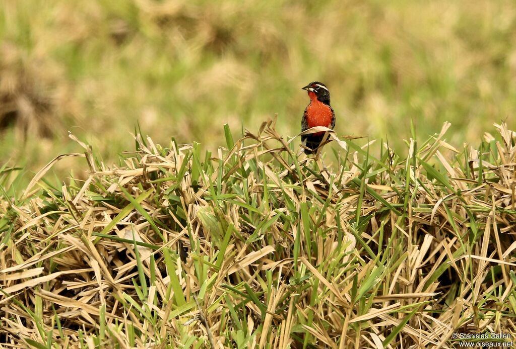 Peruvian Meadowlark male adult breeding