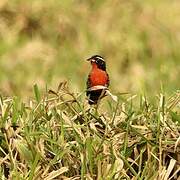 Peruvian Meadowlark