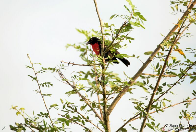 Red-breasted Blackbirdadult breeding