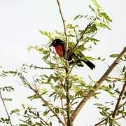 Red-breasted Meadowlark