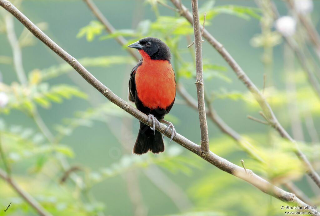 Red-breasted Blackbird male adult breeding