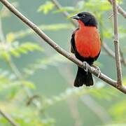 Red-breasted Meadowlark