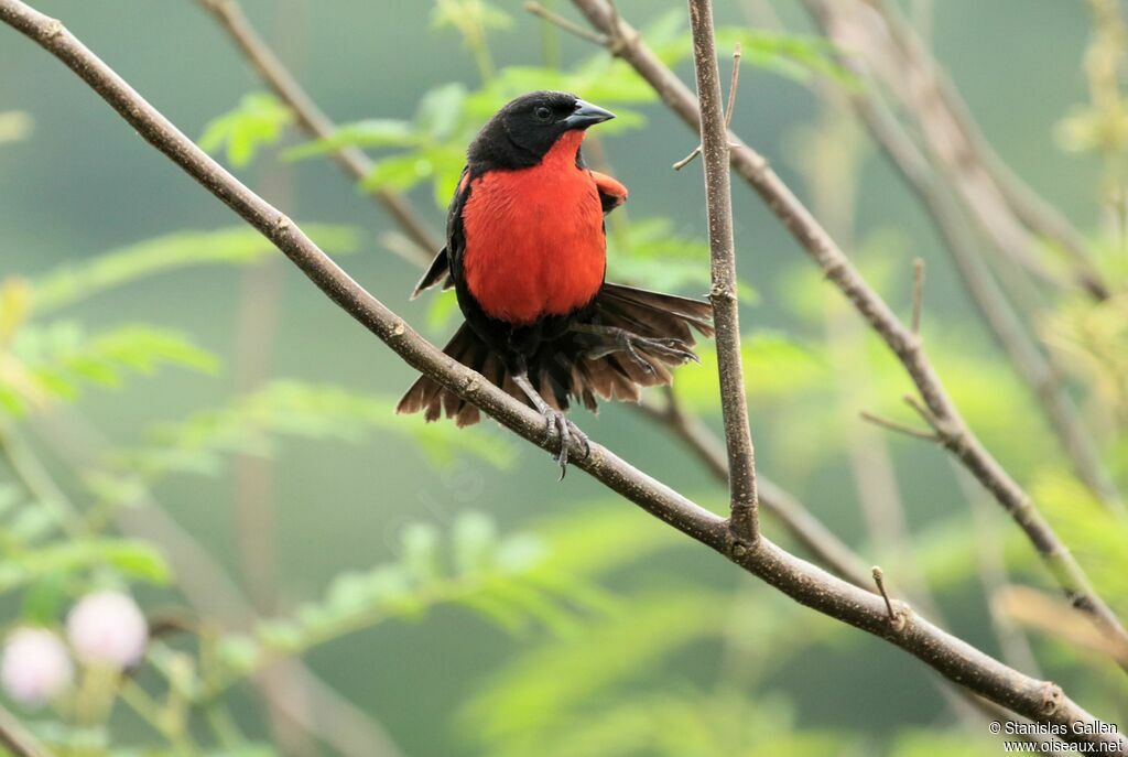 Red-breasted Blackbird male adult breeding