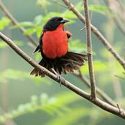 Red-breasted Meadowlark