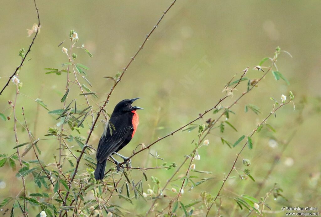 Red-breasted Meadowlarkadult breeding, song