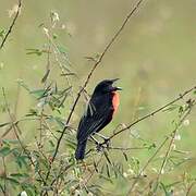 Red-breasted Meadowlark