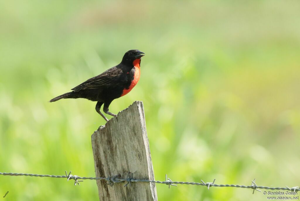 Red-breasted Blackbirdadult breeding