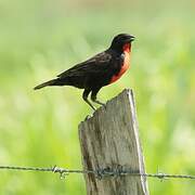 Red-breasted Meadowlark