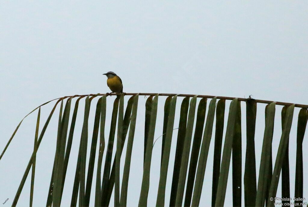 Bananaquitadult