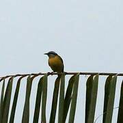 Bananaquit