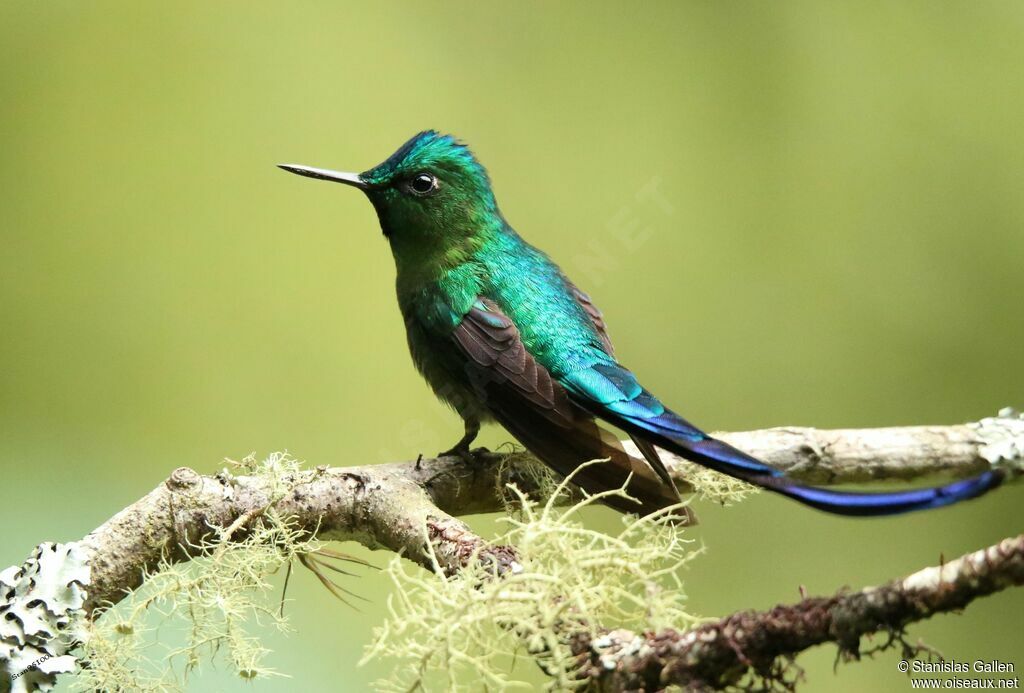 Long-tailed Sylph male adult breeding