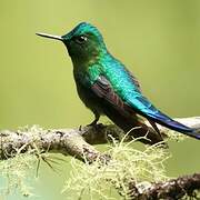 Long-tailed Sylph