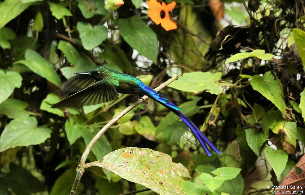 Violet-tailed Sylph male adult breeding