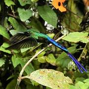 Violet-tailed Sylph