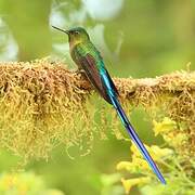 Violet-tailed Sylph