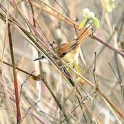 Necklaced Spinetail