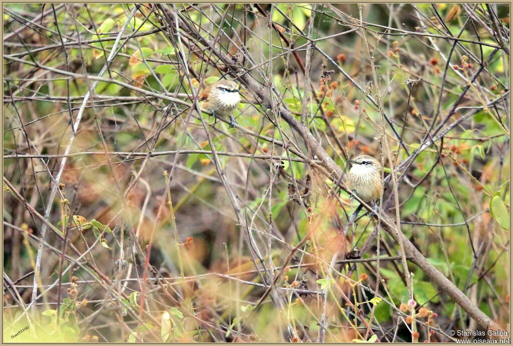 Necklaced Spinetailadult