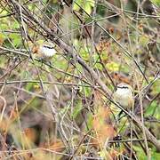 Necklaced Spinetail