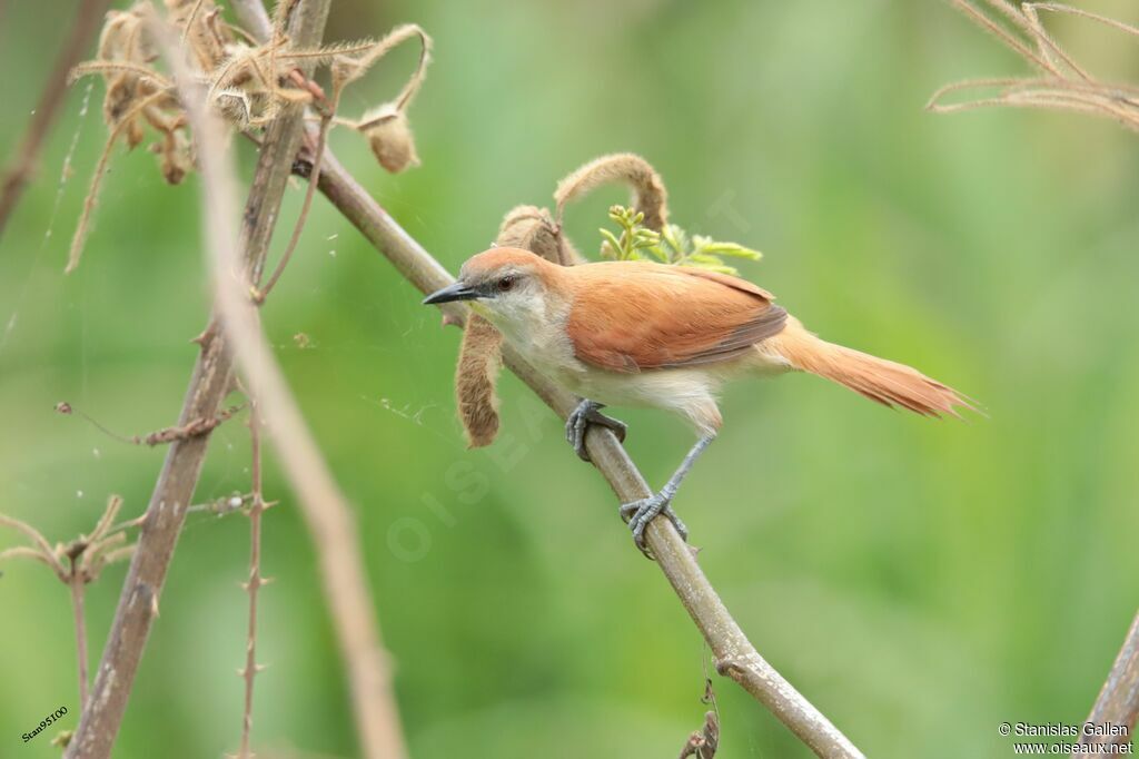 Yellow-chinned Spinetailadult