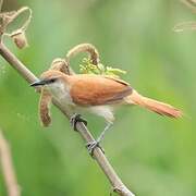 Yellow-chinned Spinetail