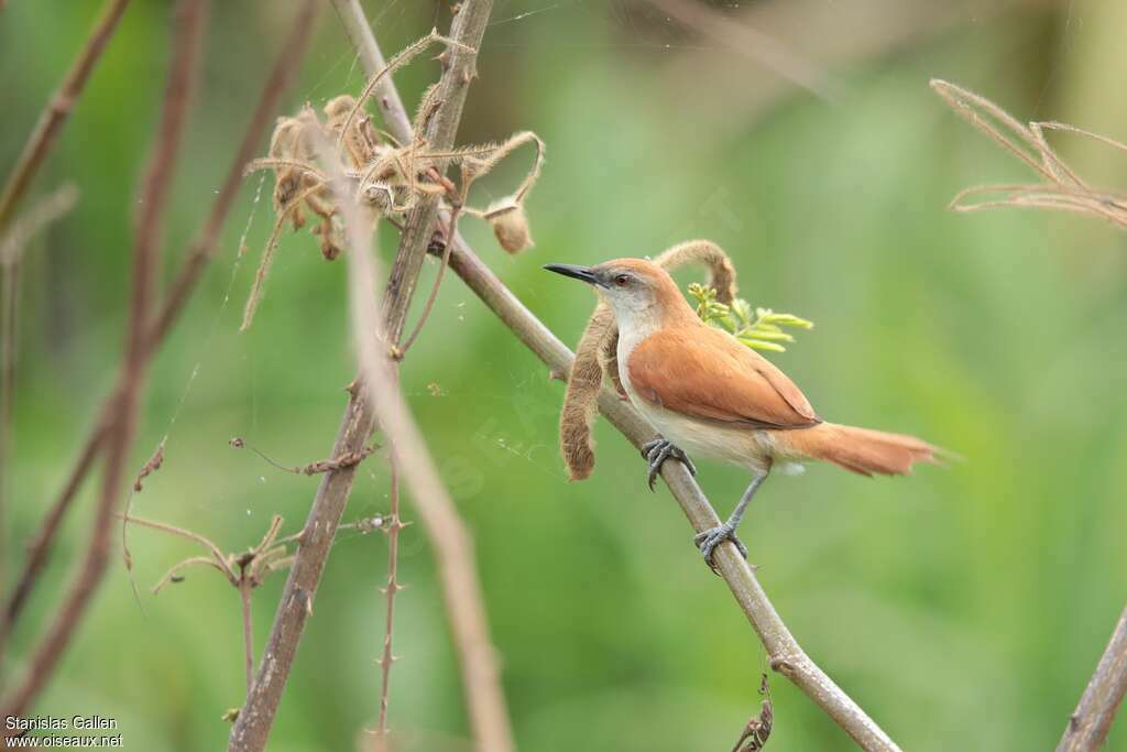 Yellow-chinned Spinetailadult