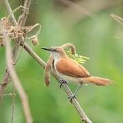 Yellow-chinned Spinetail