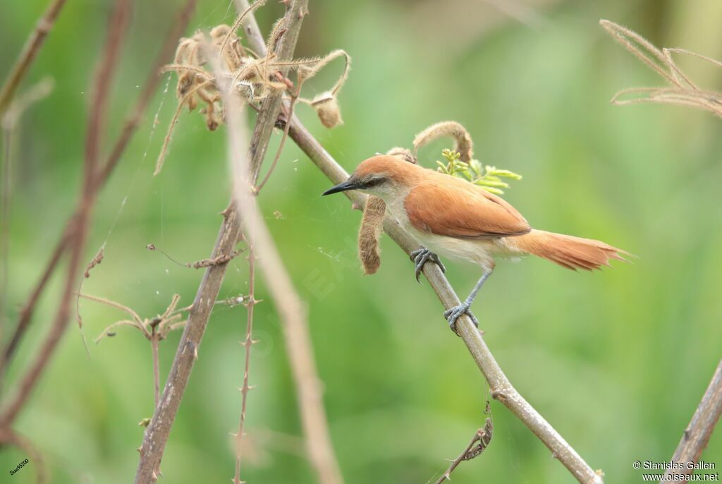 Yellow-chinned Spinetailadult