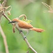 Yellow-chinned Spinetail