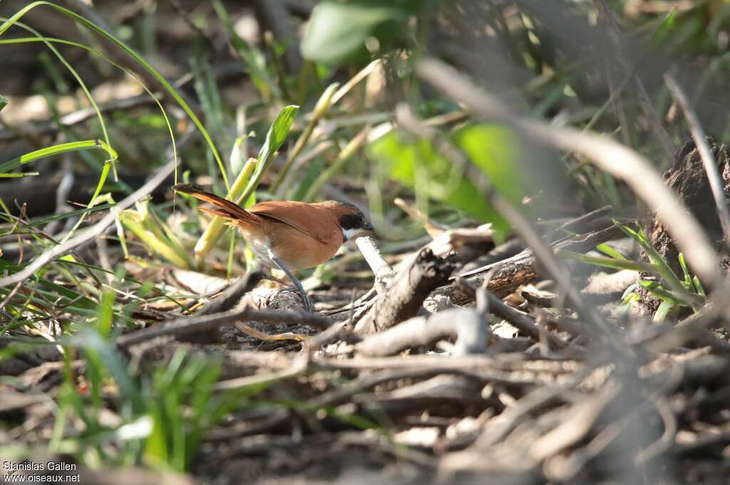 White-whiskered Spinetail male adult breeding, habitat, pigmentation, fishing/hunting