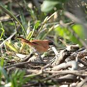 White-whiskered Spinetail